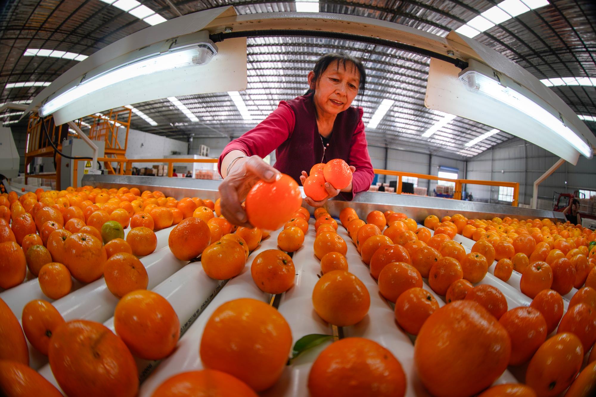 又是一年柑橘热 重庆开州哺育财富新主体