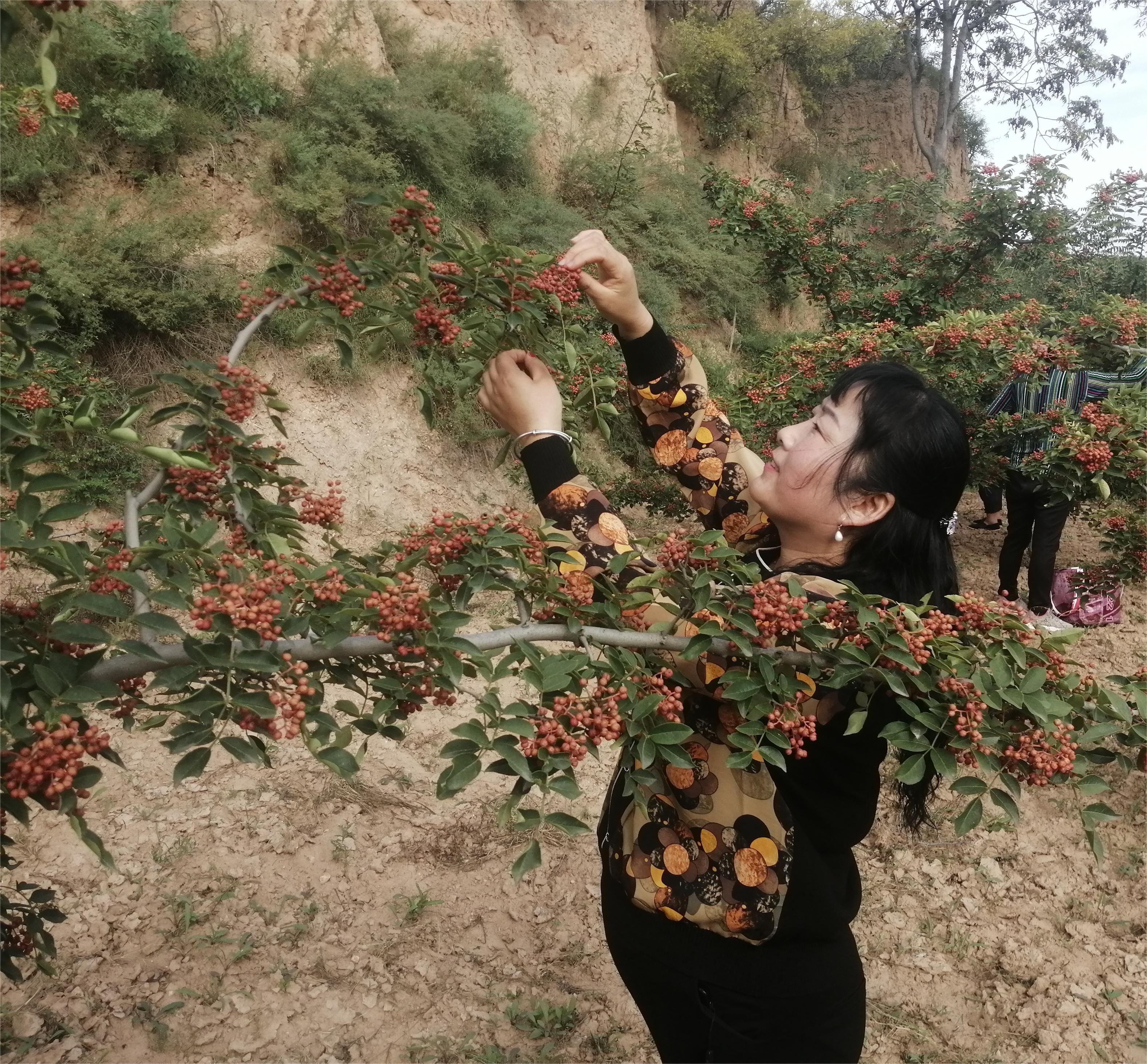  喜迎二十大｜花椒地里话丰年
