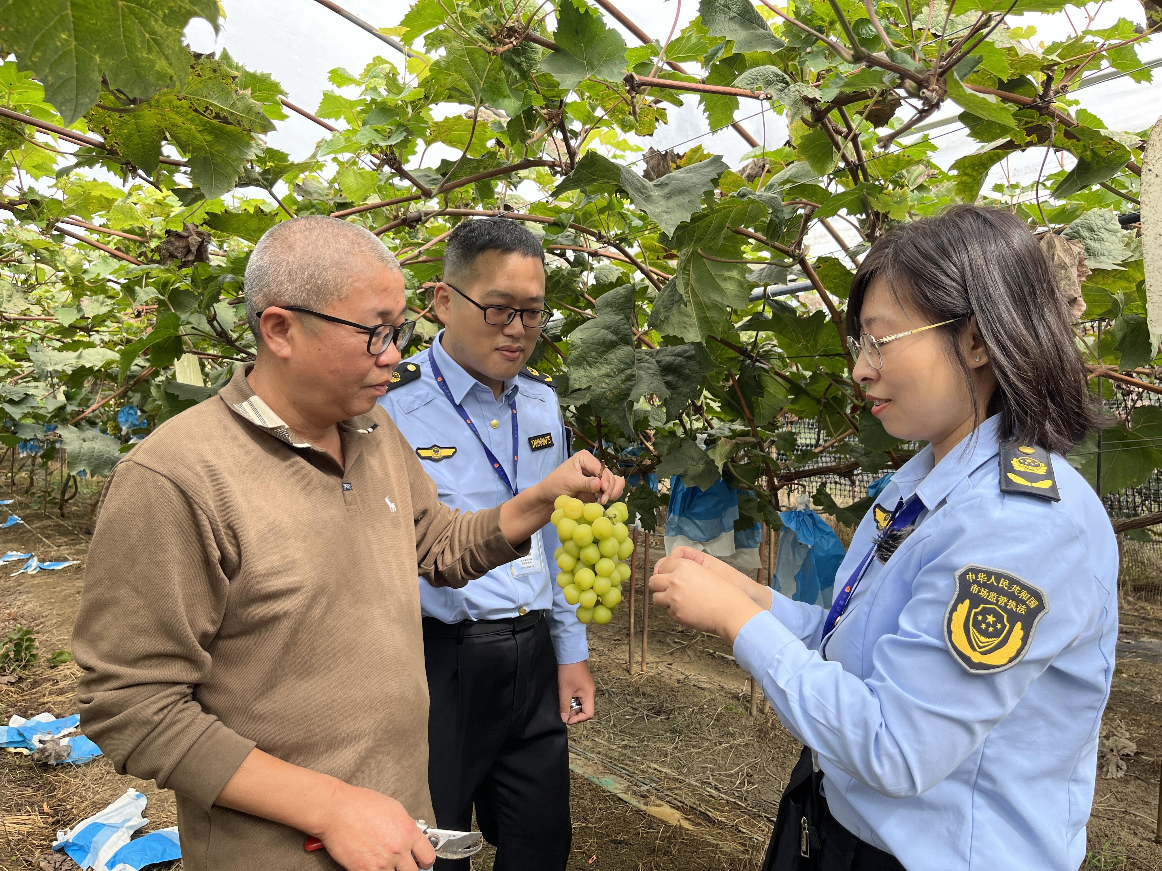 “阳光玫瑰”葡萄既泡药水又用甜蜜素？市场监管部门现场抽检破谣言