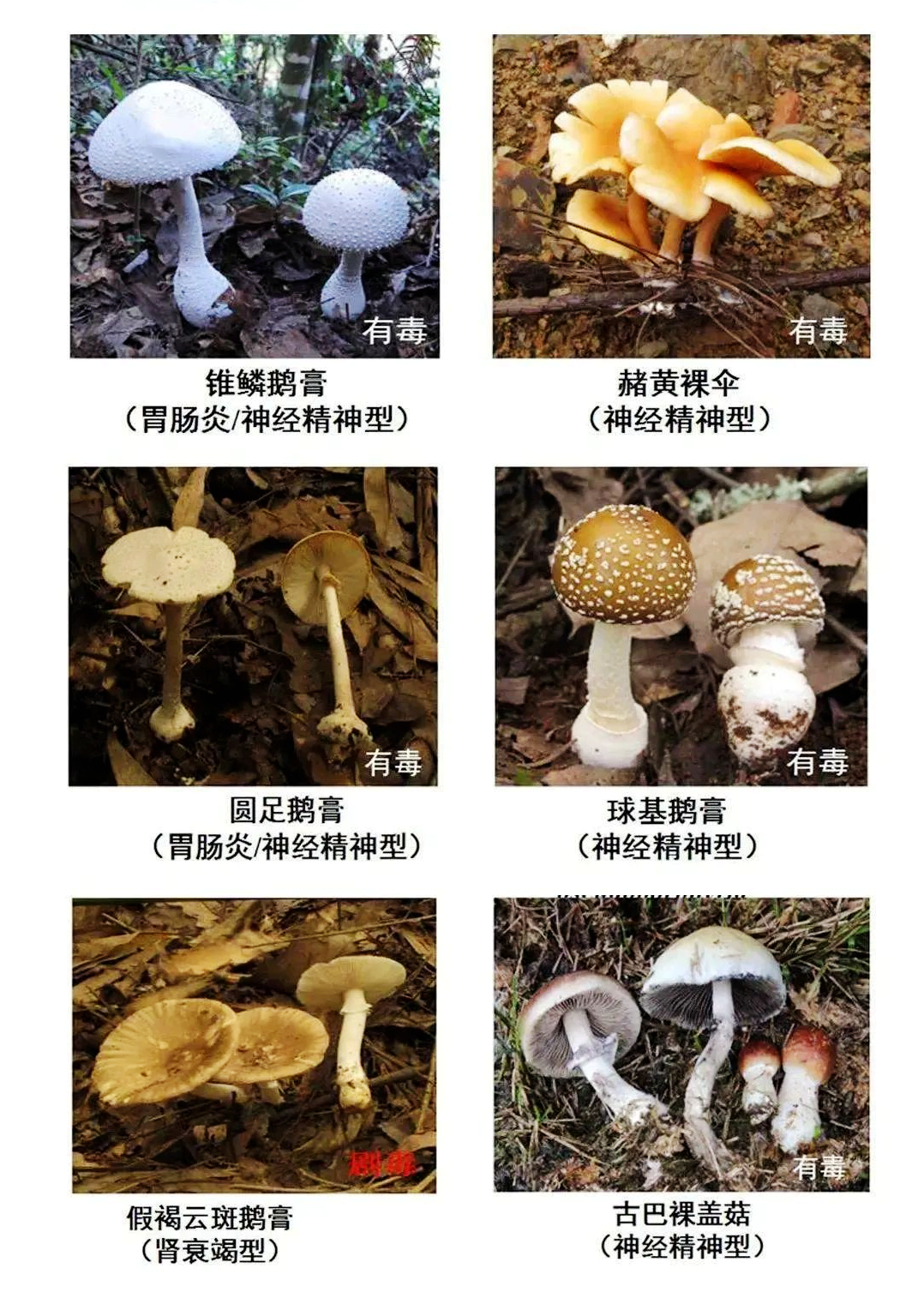 吉林通化发布消费提示：谨防食用野蘑菇中毒