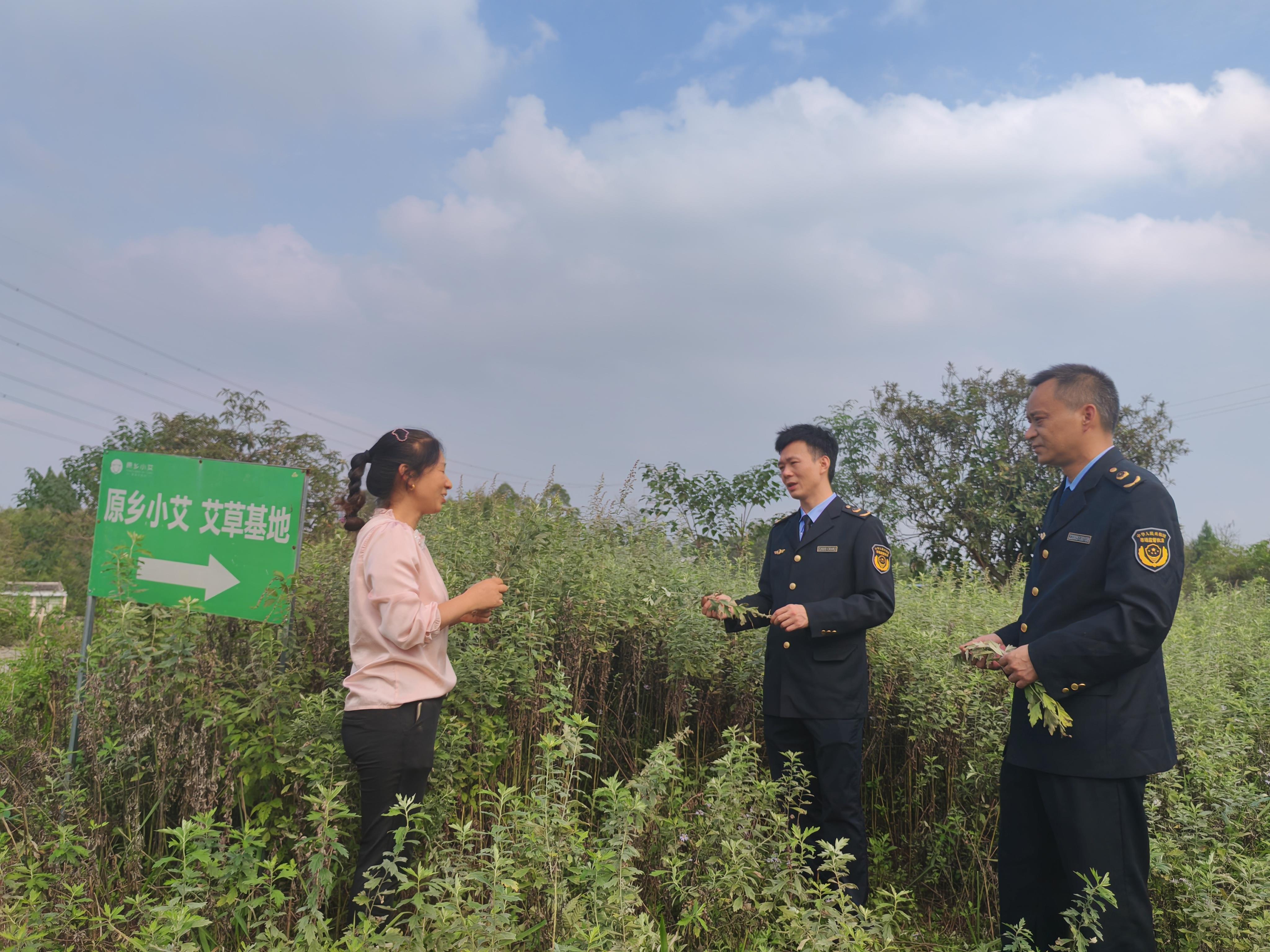  重庆铜梁：知识产权赋能小艾草成就大产业