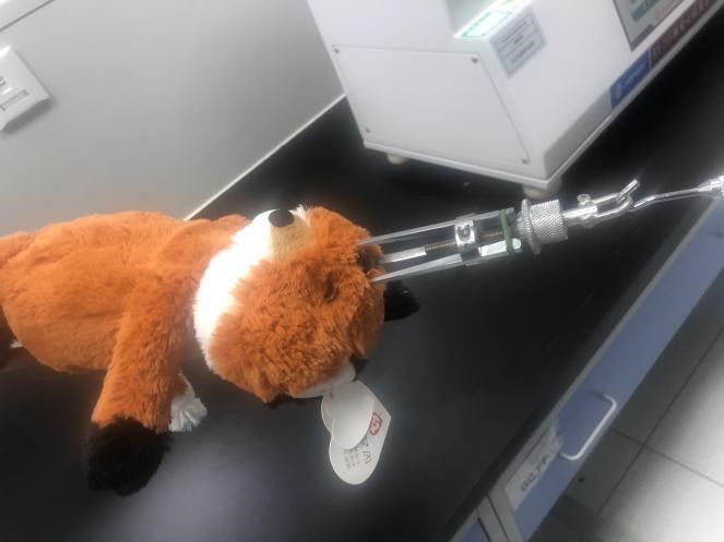  沈阳消协发布比较试验结果：22款毛绒玩具检出标准限量内的可迁移元素锑